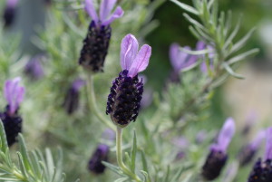 フレンチラベンダー French lavender